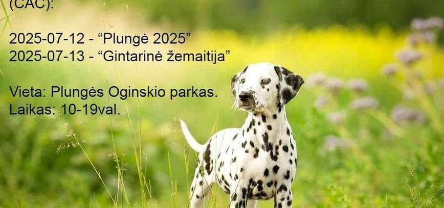Dog Shows (CAC)