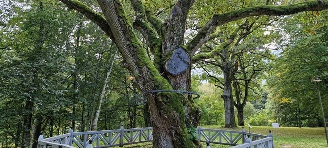 Thunder oak